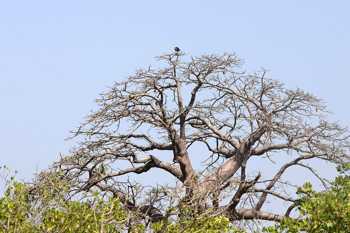 Baobabboom met Palm-nut Vulture
